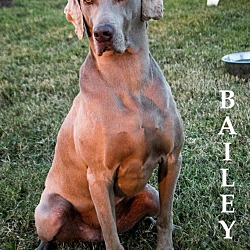 Thumbnail photo of BAILEY #4
