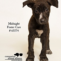 Thumbnail photo of Midnight (Foster) #1