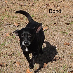Thumbnail photo of Bohdi #4