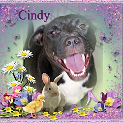 Thumbnail photo of Cindy #2