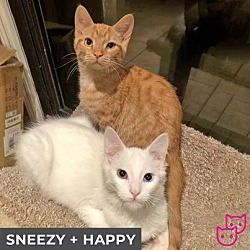 Thumbnail photo of Happy (bonded with Sneezy) #4