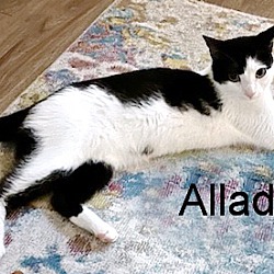 Thumbnail photo of Aladdin aka Ali #3