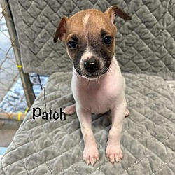 Photo of Patch