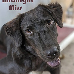 Thumbnail photo of Midnight Miss #3