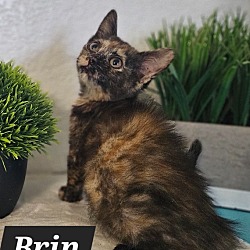 Photo of Brin