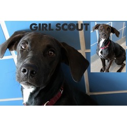 Thumbnail photo of Girl Scout #3