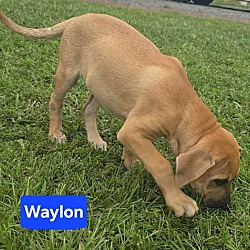 Thumbnail photo of Waylon #3