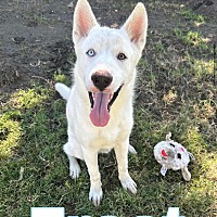 adopt a pet