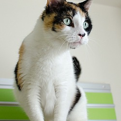 Thumbnail photo of Patches #2