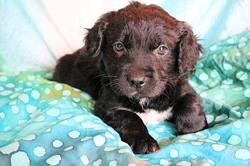 havanese lab mix