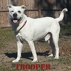 Thumbnail photo of TROOPER #1
