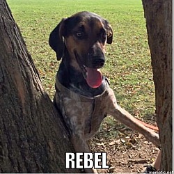 Photo of rebel
