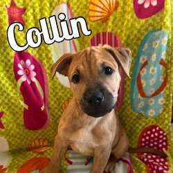 Photo of Collin