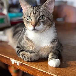 Thumbnail photo of Mr. Cat (aka MC) - I'm in foster care! #1