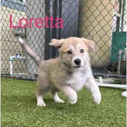 Thumbnail photo of LORETTA #3