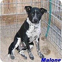 Photo of MALONE