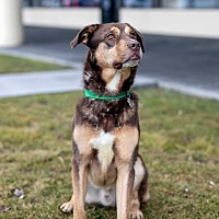 adopt a pet
