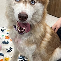 adopt a pet
