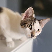 adopt-pet