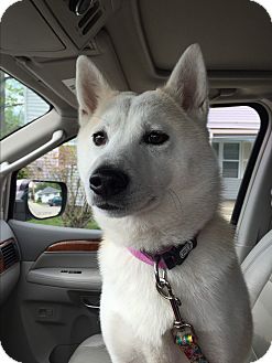malamute shiba inu mix