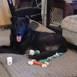 Photo of Fiona (adoption pending)