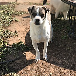 bonded pet photo