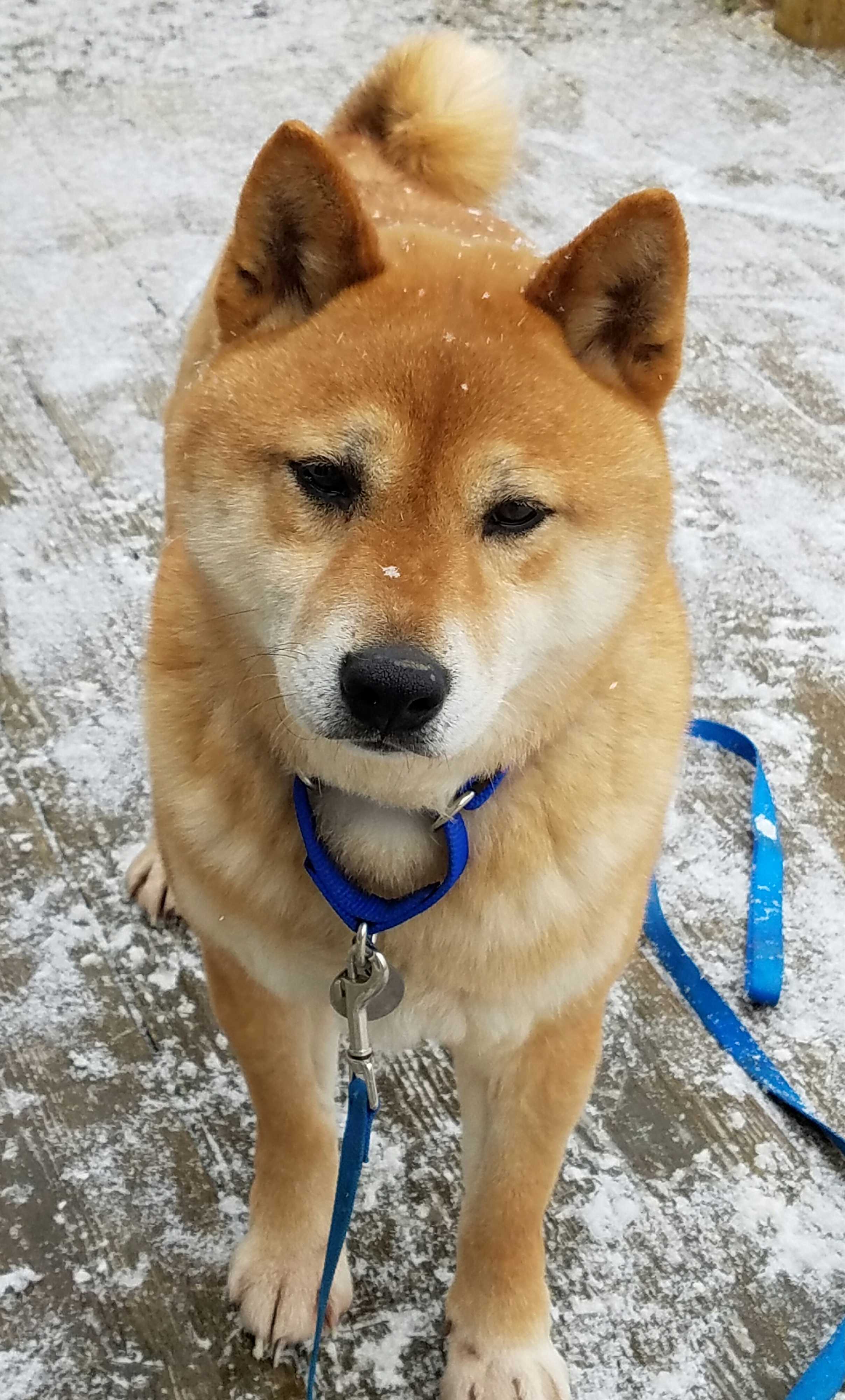 Miamisburg Oh Shiba Inu Meet Meeko A Pet For Adoption