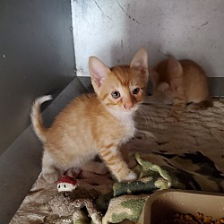 Thumbnail photo of Orange tabby kittens #2