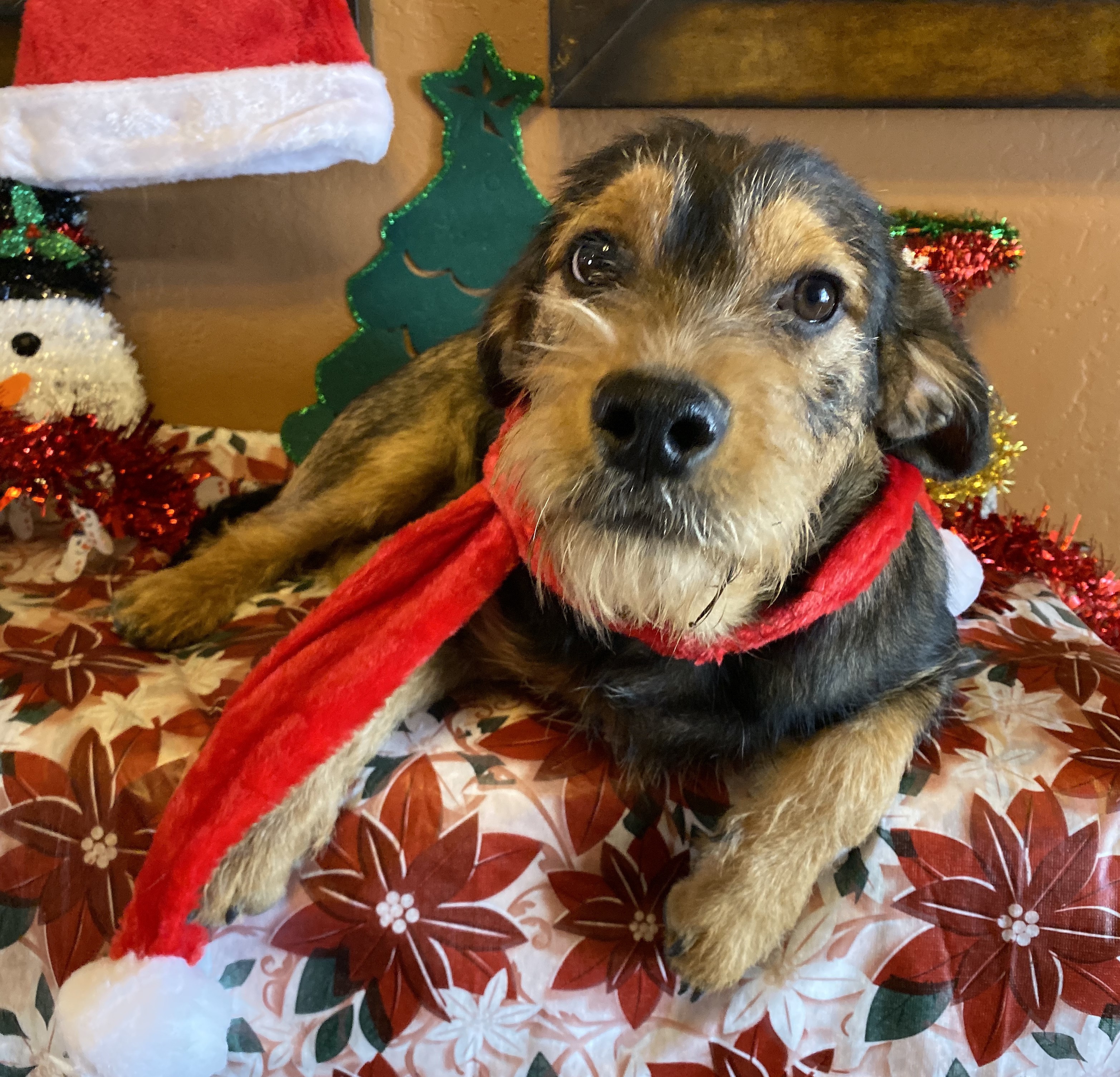 Adopt Turkey a Brown/Chocolate Schnauzer (Miniature) / Terrier (Unknown