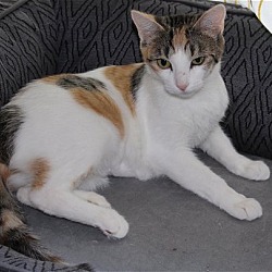 Photo of Cassie -ADOPTED