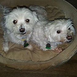 Photo of Willow & Caesar*Adopted