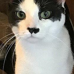 Photo of Dax