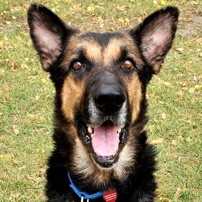 Elk Grove Village, Il - German Shepherd Dog. Meet Major+ A Pet For 