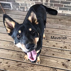 Photo of Maverick