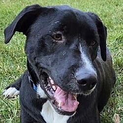 Photo of Snoopy (Woody)