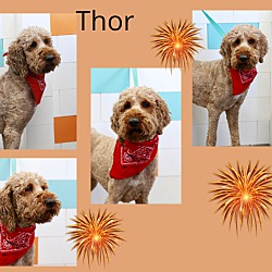 Photo of Thorr