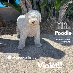 Thumbnail photo of Violet #1