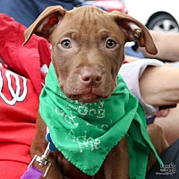 adopt a pet