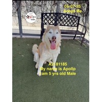 adopt a pet