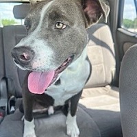 adopt a pet