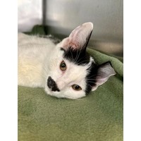 adopt-pet