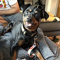 adopt a pet