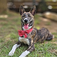 adopt-pet