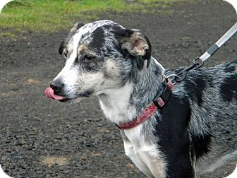 Tillamook, OR - Australian Shepherd. Meet Abby a Dog for Adoption.