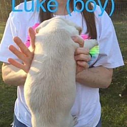 Thumbnail photo of Luke #2