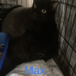Photo of Max(Bonded to Allie)