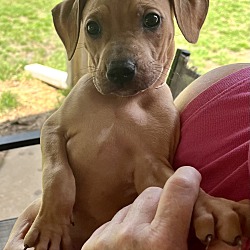 Thumbnail photo of Amos #1