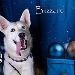 Thumbnail photo of Blizzard #3