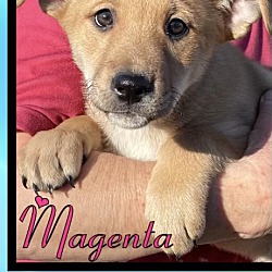 Thumbnail photo of Magenta #1