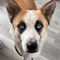 adopt a pet